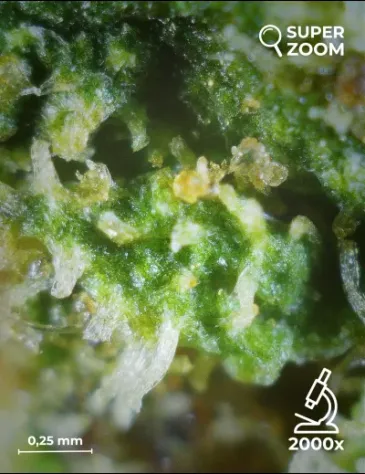 Lemon Haze - Foto 5