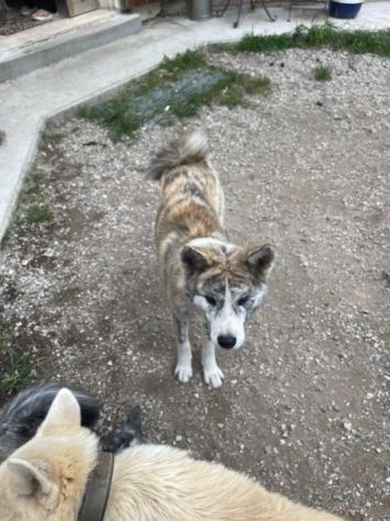 Cucciole femminucce di Akita Inu con pedigree enci - Foto 3