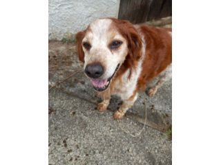 Breton 15anni SENZA RIPARO E NON IN SALUTE! URGENTE LUCCA