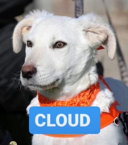 CLOUD E BECKS SIMIL LABRADOR : CAGNOLINI IN ADOZIONE - Foto 4