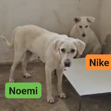 NIKE  E NOEMI CAGNOLINE IN ADOZIONE - Foto 5