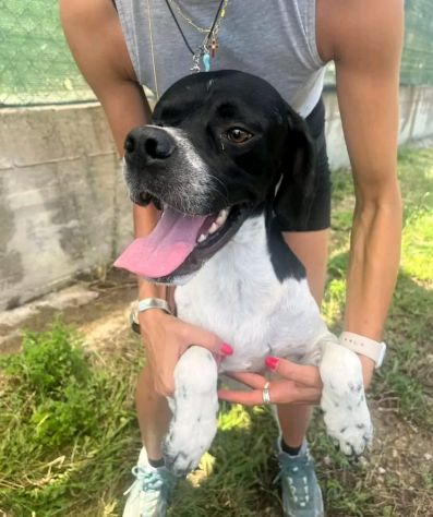 QUASAR POINTER AFFETTUOSO CANE IN ADOZIONE