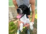 QUASAR POINTER AFFETTUOSO CANE IN ADOZIONE
