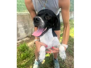 QUASAR POINTER AFFETTUOSO CANE IN ADOZIONE