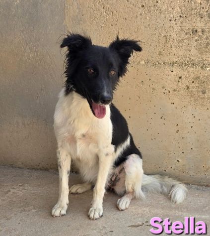 STELLA - Foto 7