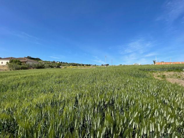 TERRENO IN CONTRADA CALICI CANICATTI - Foto 6
