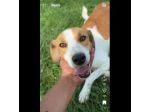 I CUCCIOLI DIMENTICATI ZACK e ZELDA tg medio contenuta, cane in adozione