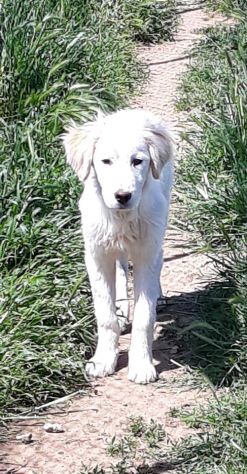 LOTHAR, tenero cucciolone mix setter - Foto 5