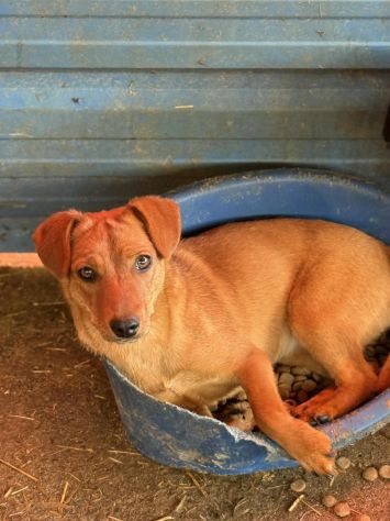 NIKITA, trottolina coccolona aspetta voi! TG PICCOLA - Foto 6