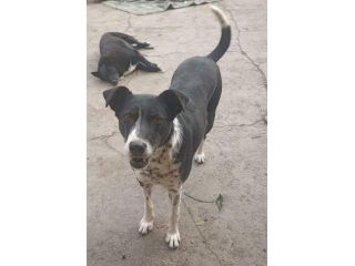 Kika