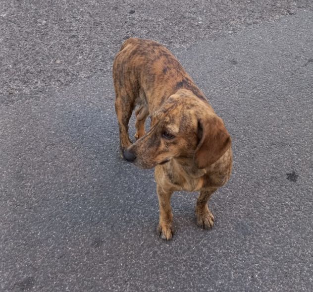 Segugia 1anno,maculata,bellissima,circa 12 kg NUORO - Foto 3