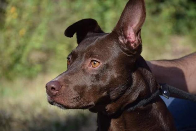 10anni 15kg marrone focata occhi ambra non chiamerà nessuno x lei! Frosinone - Foto 2