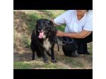 JACK bellissimo e socievolissimo CANE IN ADOZIONE