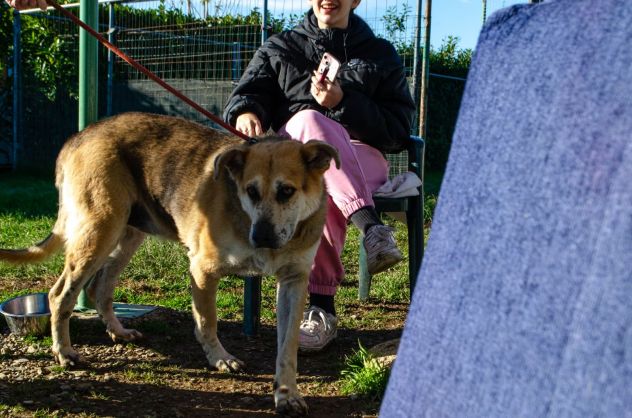 THEO, 7 ANNI, IL SUO PROPRIETARIO HA UNA BRUTTA MALATTIA E LUI CERCA CASA!! - Foto 9