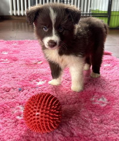 Vendesi Border collie di alta genealogia - Foto 2