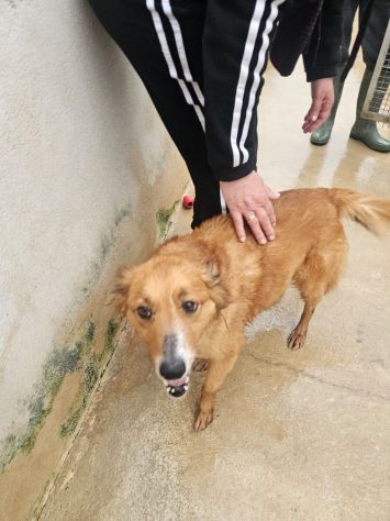 Stefi: 2 anni taglia contenuta - Foto 3