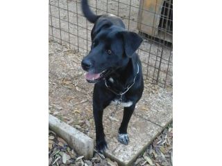 SASHA, femmina di molosso in cerca di casa