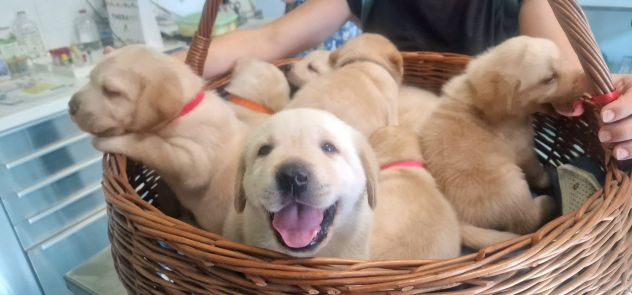 🐾 Iconici Cuccioli: L'eccellenza del Labrador Retriever in una zampa 🐾 - Foto 6