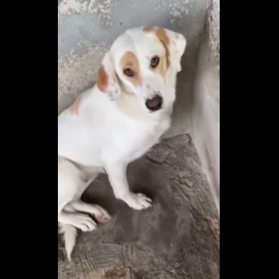 OLAF E OLIMPIA meritano un futuro CANI IN ADOZIONE - Foto 4
