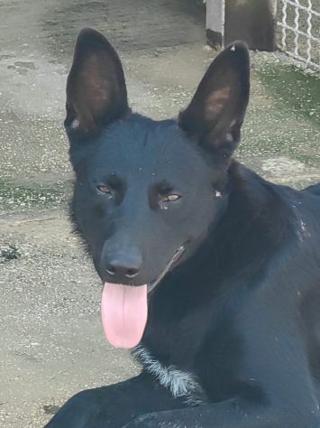 Tommy: 1 anno, socievole e affettuoso - Foto 2