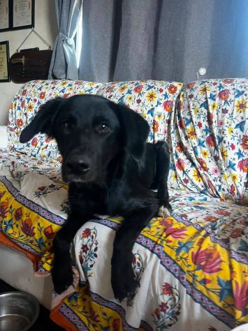 Brunello cucciolo