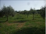 Agricolo in vendita a Palazzolo Acreide