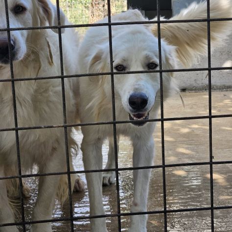 DANTE E ULISSE MIX PMA E GOLDEN CERCANO CASA, CANI IN ADOZIONE - Foto 8