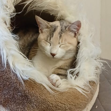 BONNIE, 6 mesi, dolce come il miele - Foto 5