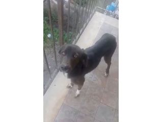Cagnolina in cerca di Adozione Dolcissima cagnolina cerca Adozione . Molto dolce