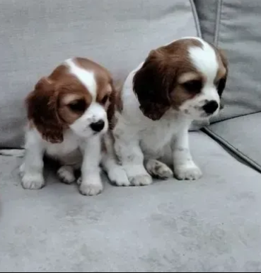 Bellissimi cuccioli cavalier king