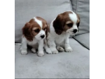 Bellissimi cuccioli cavalier king