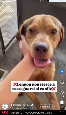 LENNON UNA DOLCEZZA DA SALVARE CANE IN ADOZIONE - Foto 2