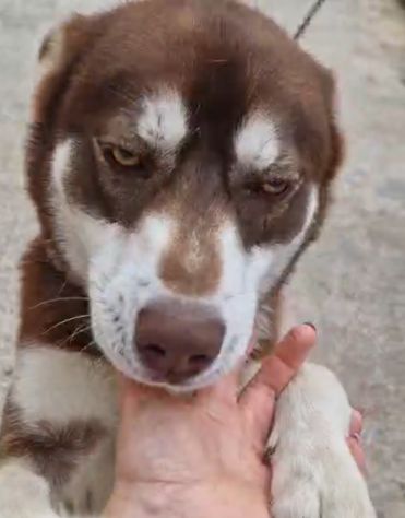 Siberian Husky 15mesi marrone splendido, viveva a catena CALABRIA URGENTE - Foto 5