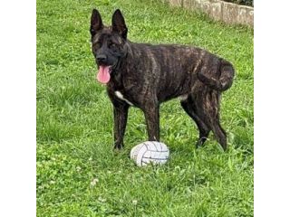 BLACK SALVIAMOL DAL CANILE CANE IN ADOZIONE