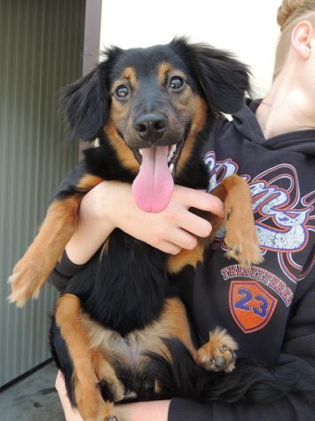 NIKYTA, giovanissima cagnolina - Foto 3