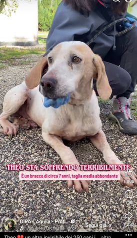 THEO IMPAURITO DAL CANILE CANE IN ADOZIONE - Foto 7