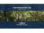 Immobile in asta di 1124 m² in vendita a Cercemaggiore