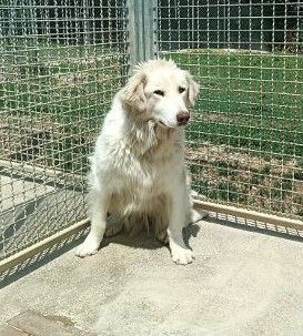 Mix maremmanina entrata in box 7anni fa a 4mesi..ci proviamo ad aiutarla!MARCHE - Foto 3