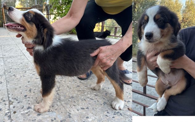 Cuccioli di Pastore Australiano (Aussie) - Pronti per una nuova famiglia! - Foto 5