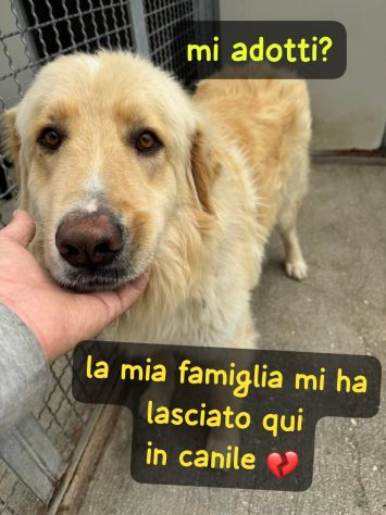MINO 2 ANNI SIMIL GOLDEN RETRIEVER IN CANILE