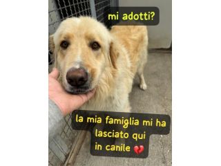 MINO 2 ANNI SIMIL GOLDEN RETRIEVER IN CANILE