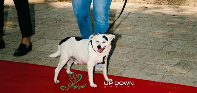 FIOCCO - cagnolino di 9 anni - Foto 2