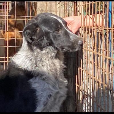 E' SOLO UN CUCCIOLO TOTO' , MERITA UNA FAMIGLIA, CUCCIOLO IN ADOZIONE - Foto 6