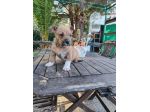 Cucciolo Amstaff con pedigree