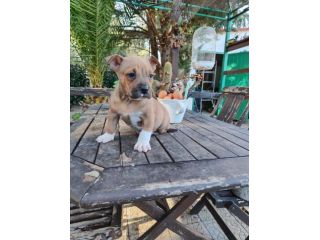 Cucciolo Amstaff con pedigree