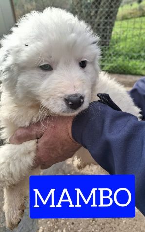 CUCCIOLI 2 MESI taglia media grande - Foto 3