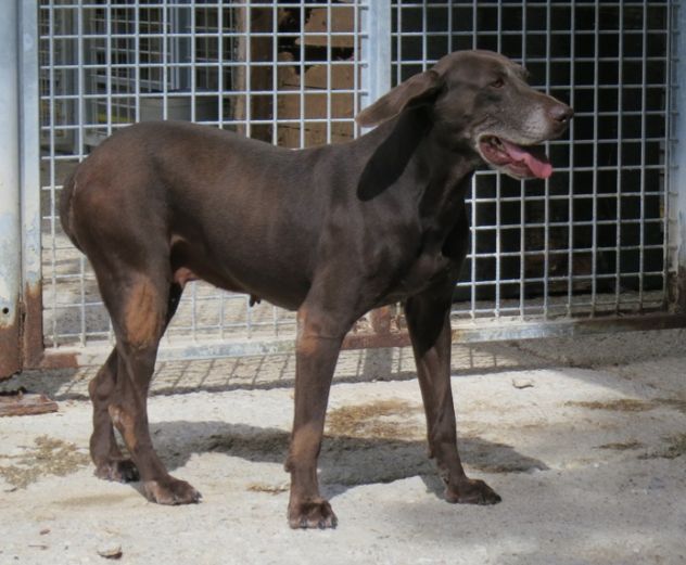 NIGERIA, tenera cagnolina - Foto 6