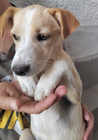 CUCCIOLI 3 MESI TAGLIA MEDIA IN CANILE - Foto 9