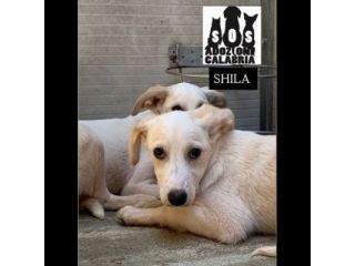 CUCCIOLI IN ADOZIONE