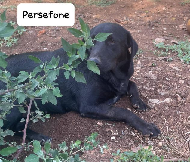 Persefone simil labrador - Foto 7